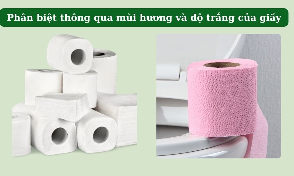 phân biẹt giấy vệ sinh